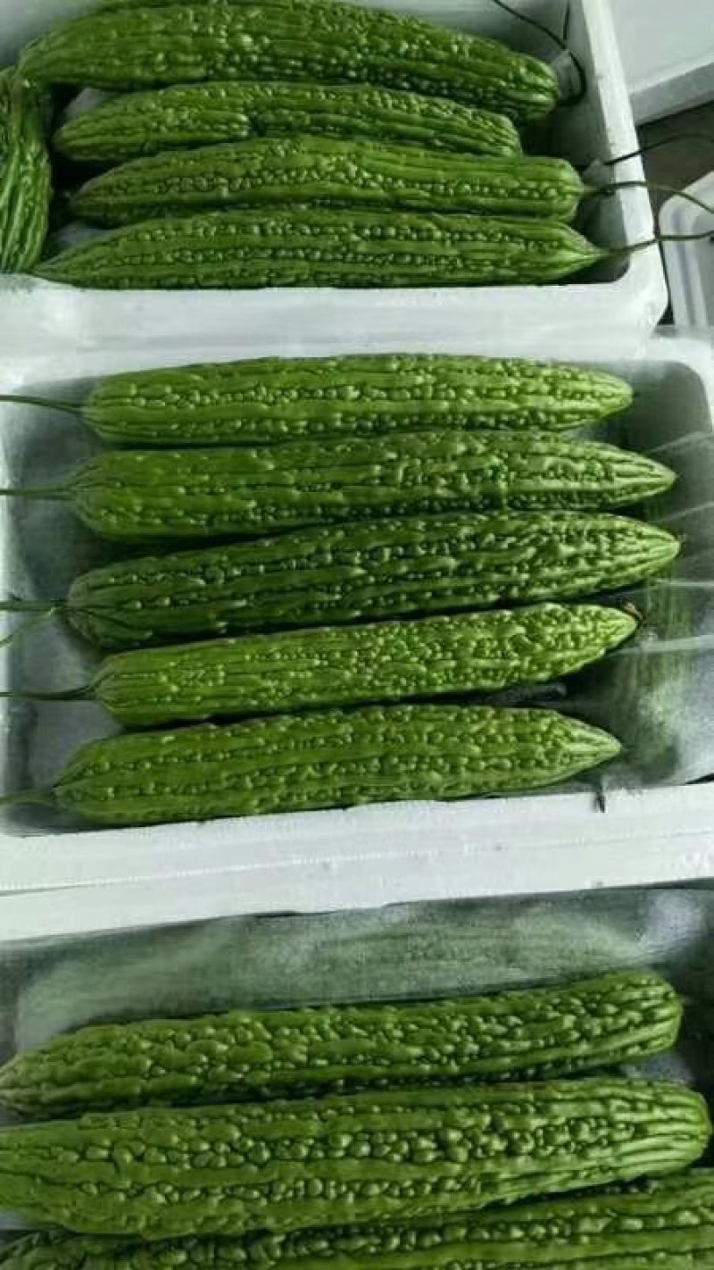 陆地【苦瓜】大量上市中`一手货源`质量保证，物流全国