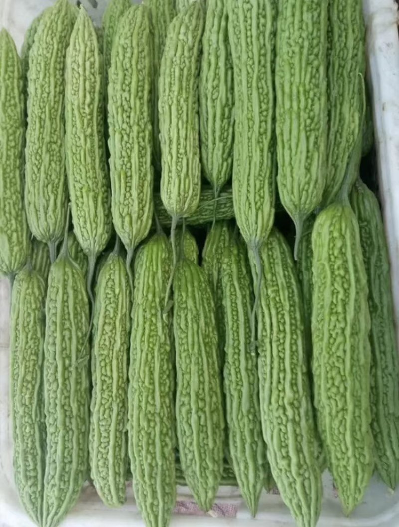 陆地【苦瓜】大量上市中`一手货源`质量保证，物流全国