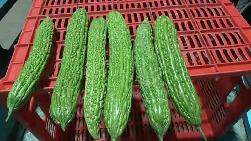 陆地【苦瓜】大量上市中`一手货源`质量保证，物流全国