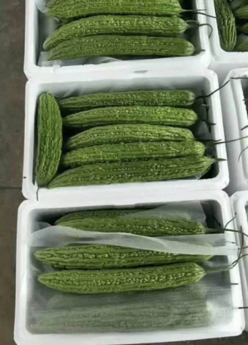 陆地【苦瓜】大量上市中`一手货源`质量保证，物流全国