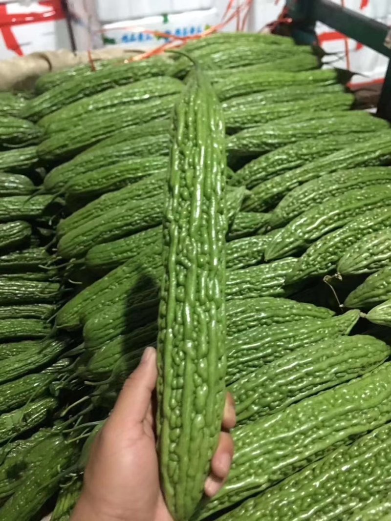 陆地【苦瓜】大量上市中`一手货源`质量保证，物流全国