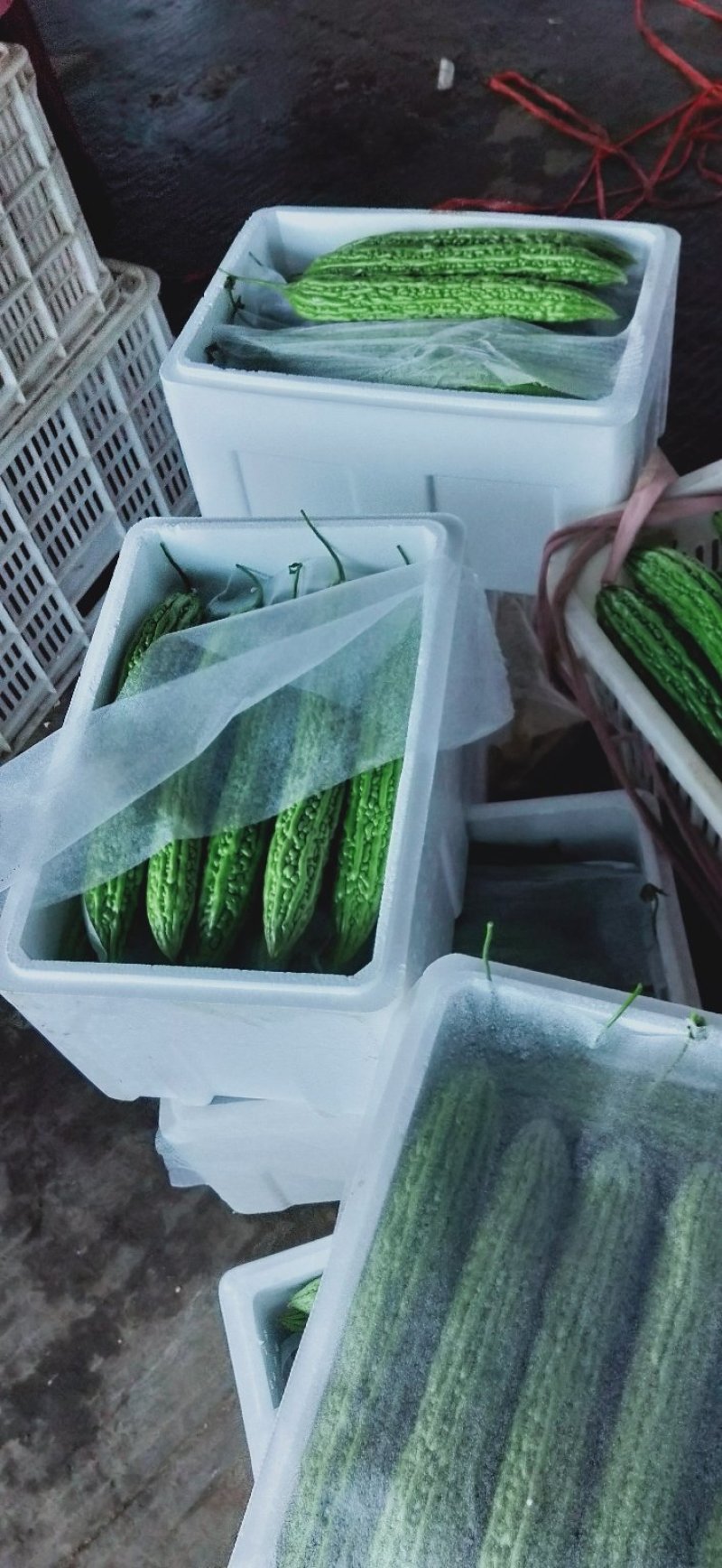 陆地【苦瓜】大量上市中`一手货源`质量保证，物流全国