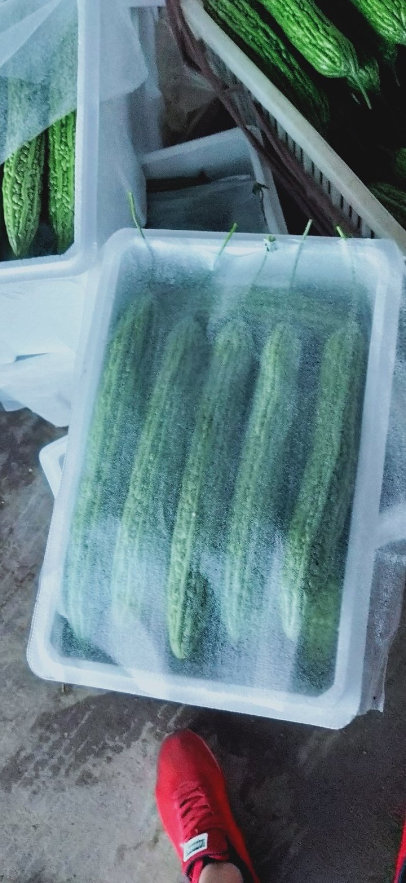 陆地【苦瓜】大量上市中`一手货源`质量保证，物流全国