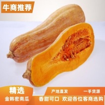 精品金韩蜜本南瓜欢迎咨询选购、现货供应、一手货源