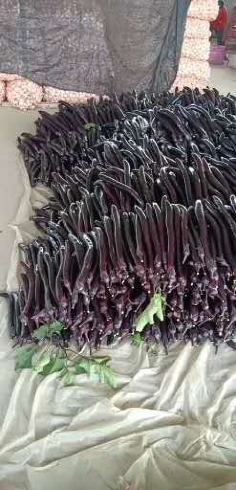 【热卖】红`黑线茄专业市场大量上市`质量保证一手货源