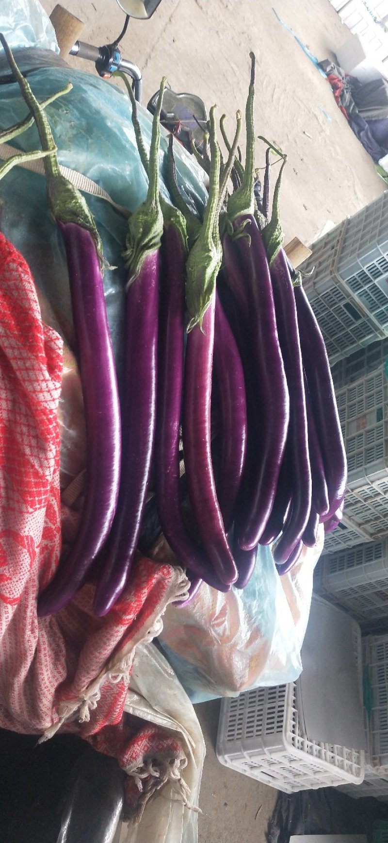 【热卖】红`黑线茄专业市场大量上市`质量保证一手货源