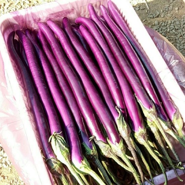 【热卖】红`黑线茄专业市场大量上市`质量保证一手货源