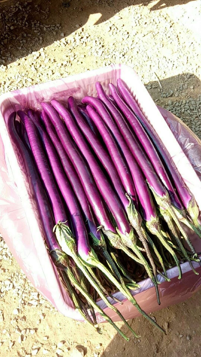 【热卖】红`黑线茄专业市场大量上市`质量保证一手货源