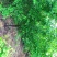 供应,榆叶梅3-6公分