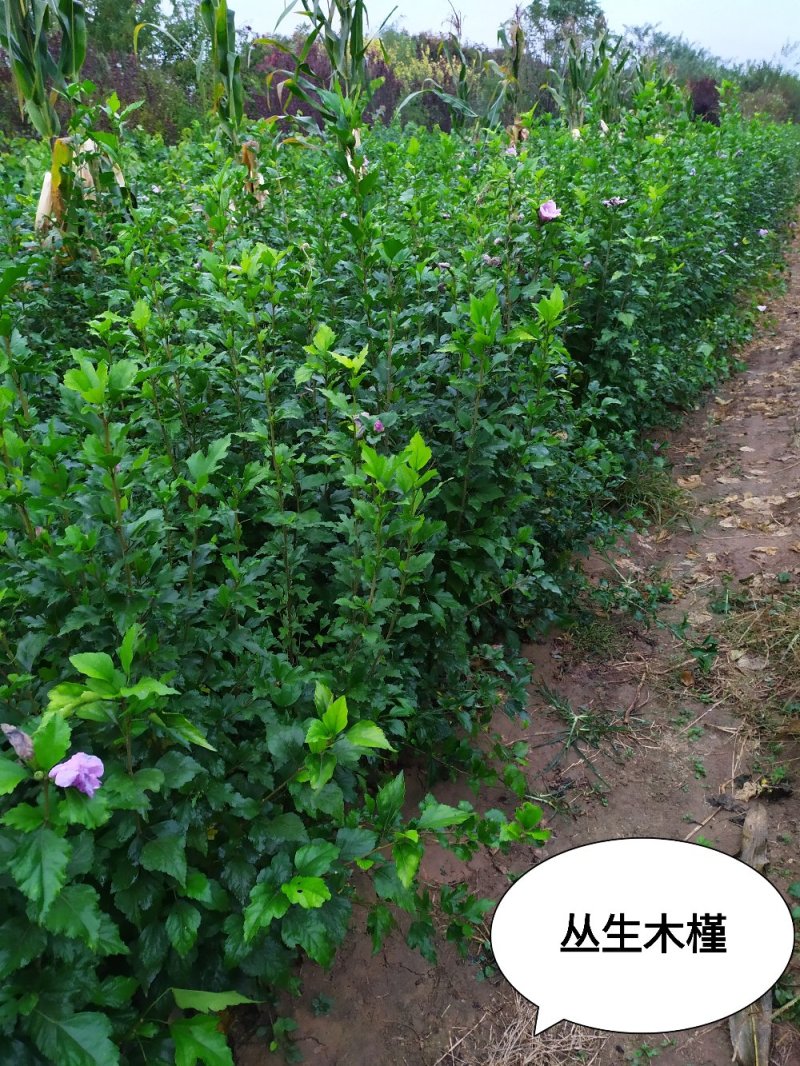 供应，大灌丛生木槿高度2米冠幅150