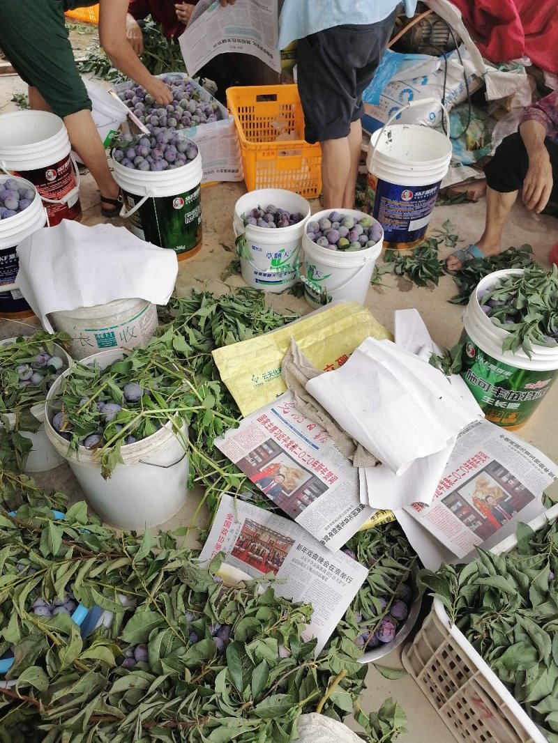 眉山东坡五月脆，一点红，凤凰李上市了欢迎各位老板前来选购