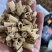 芦根批发各种中药材批发量大从优产地直销