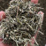 透骨草珍珠透骨草凤仙透骨草批发各种中药材量大从优