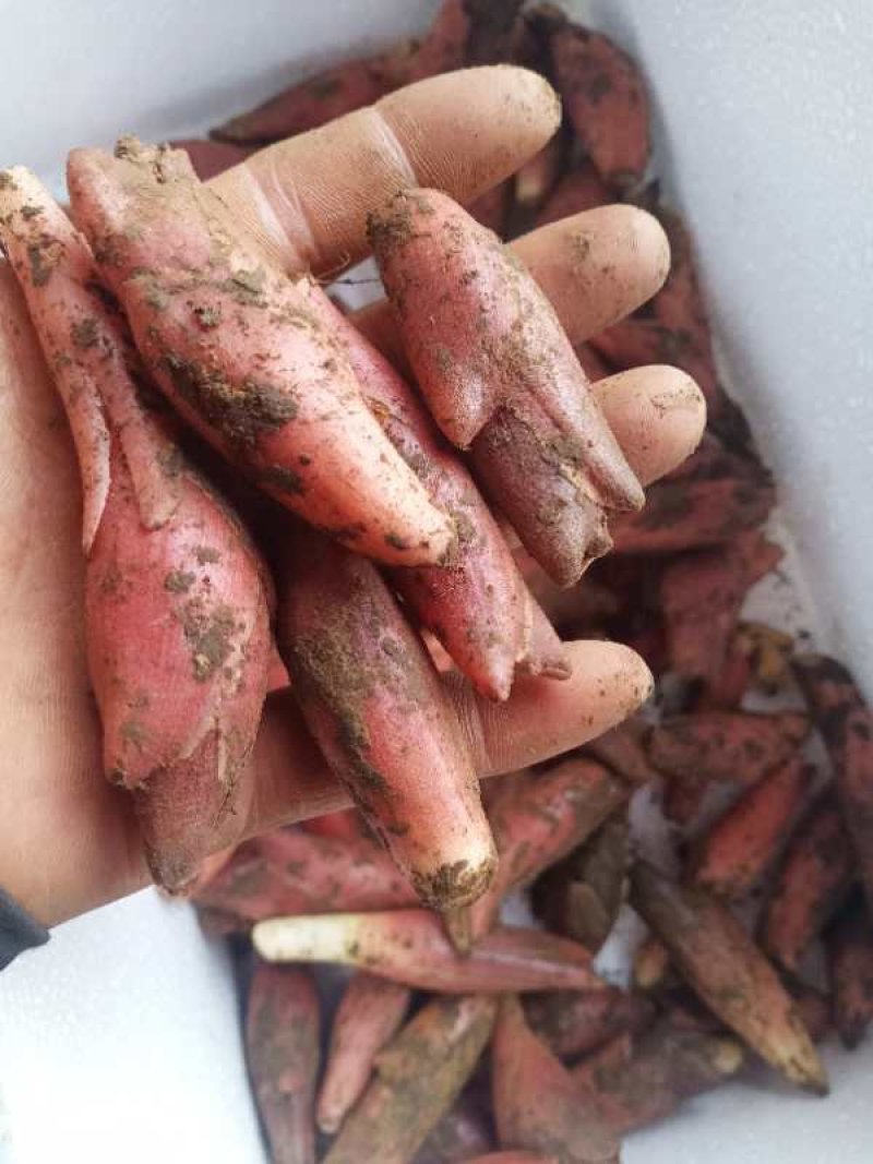 新鲜阳荷