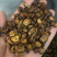 昌玉药材新货蜜炙红皮甘草货真价实