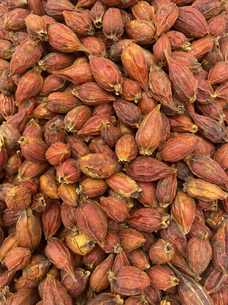 栀子批发各种中药材无中间商，量大从优