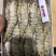 生冻黑虎虾，冷冻灭菌。