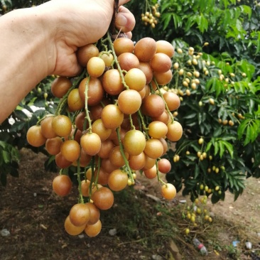 黄皮果