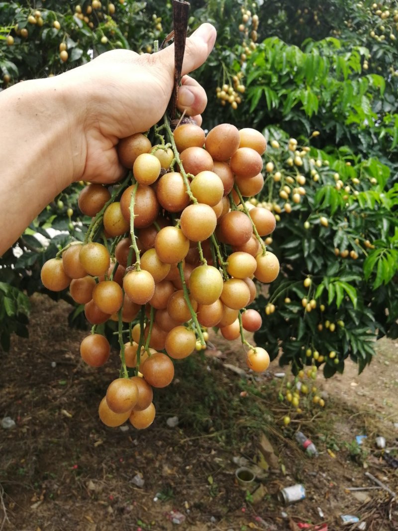 黄皮果