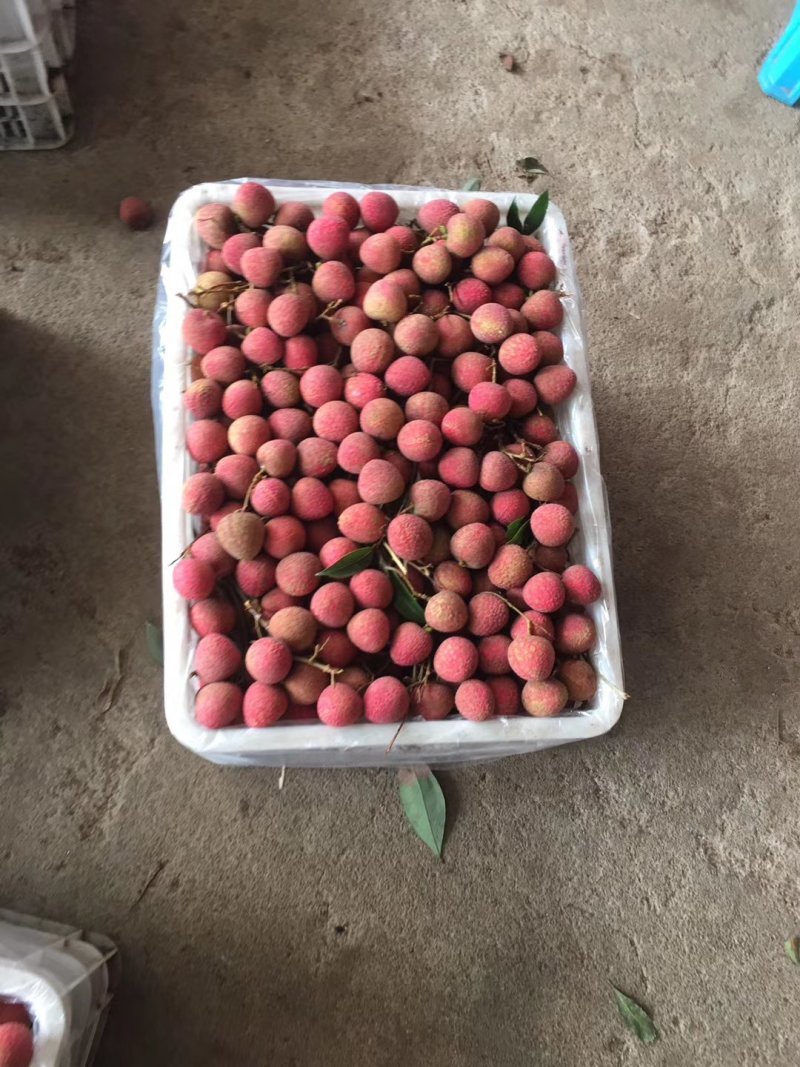 北通镇黑叶荔枝代办，现可大量上市，价格有优势