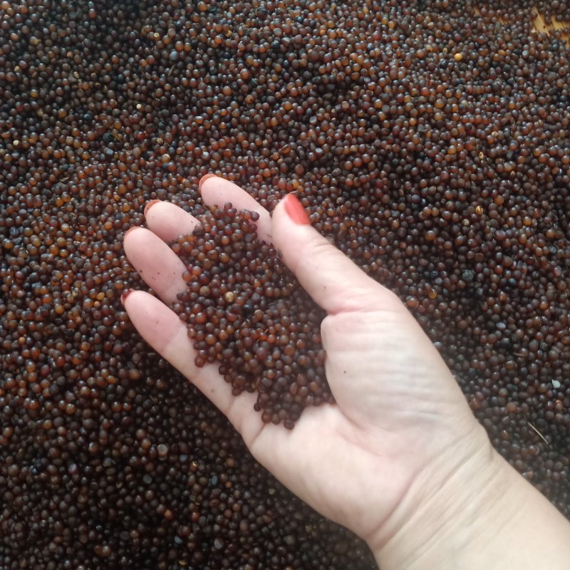 广西白肉粉质土茯苓种子，提供育苗技术，成熟种子，