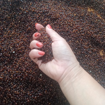 广西白肉粉质土茯苓种子，提供育苗技术，成熟种子，