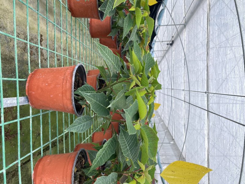一品红，16杯一品红，一品红种植基地直销