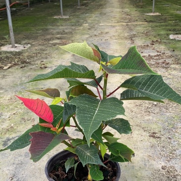 一品红，16杯一品红，一品红种植基地直销