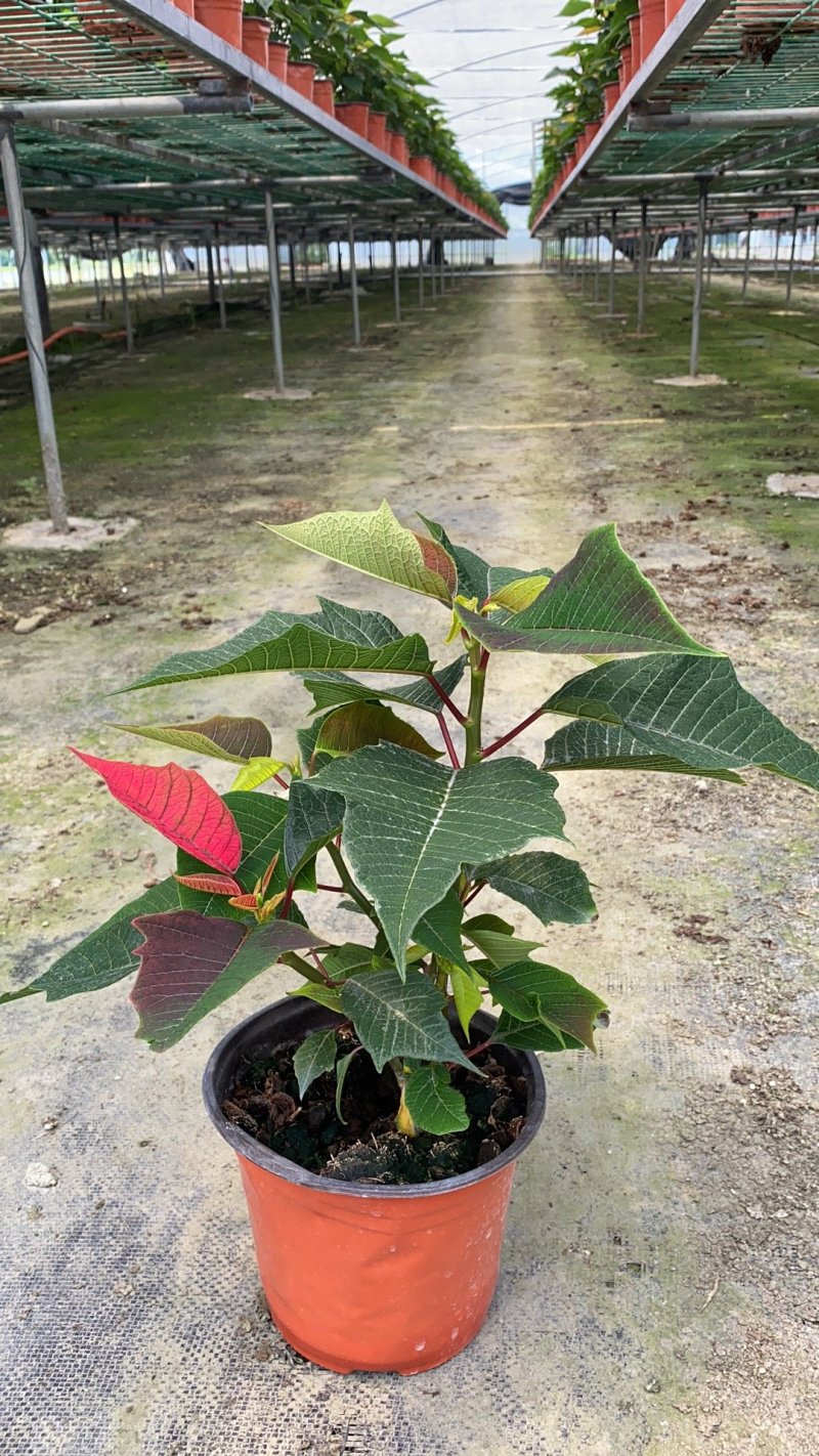 一品红，16杯一品红，一品红种植基地直销