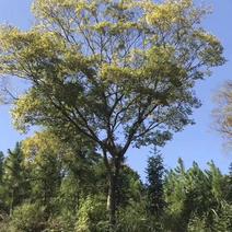 朴树榉树九江市柴桑区清风园林常年供应各种规格苗木