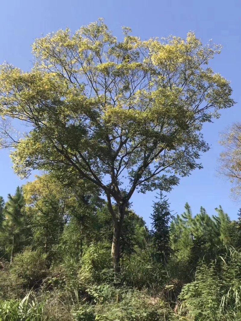 朴树榉树九江市柴桑区清风园林常年供应各种规格苗木