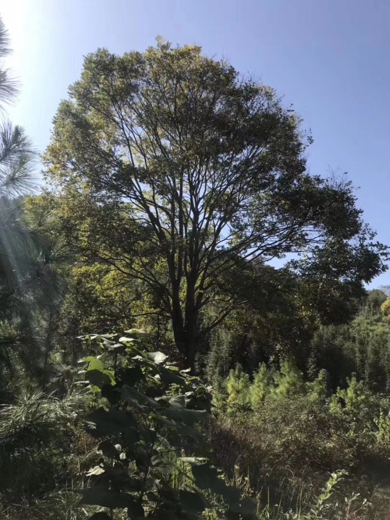 朴树榉树九江市柴桑区清风园林常年供应各种规格苗木