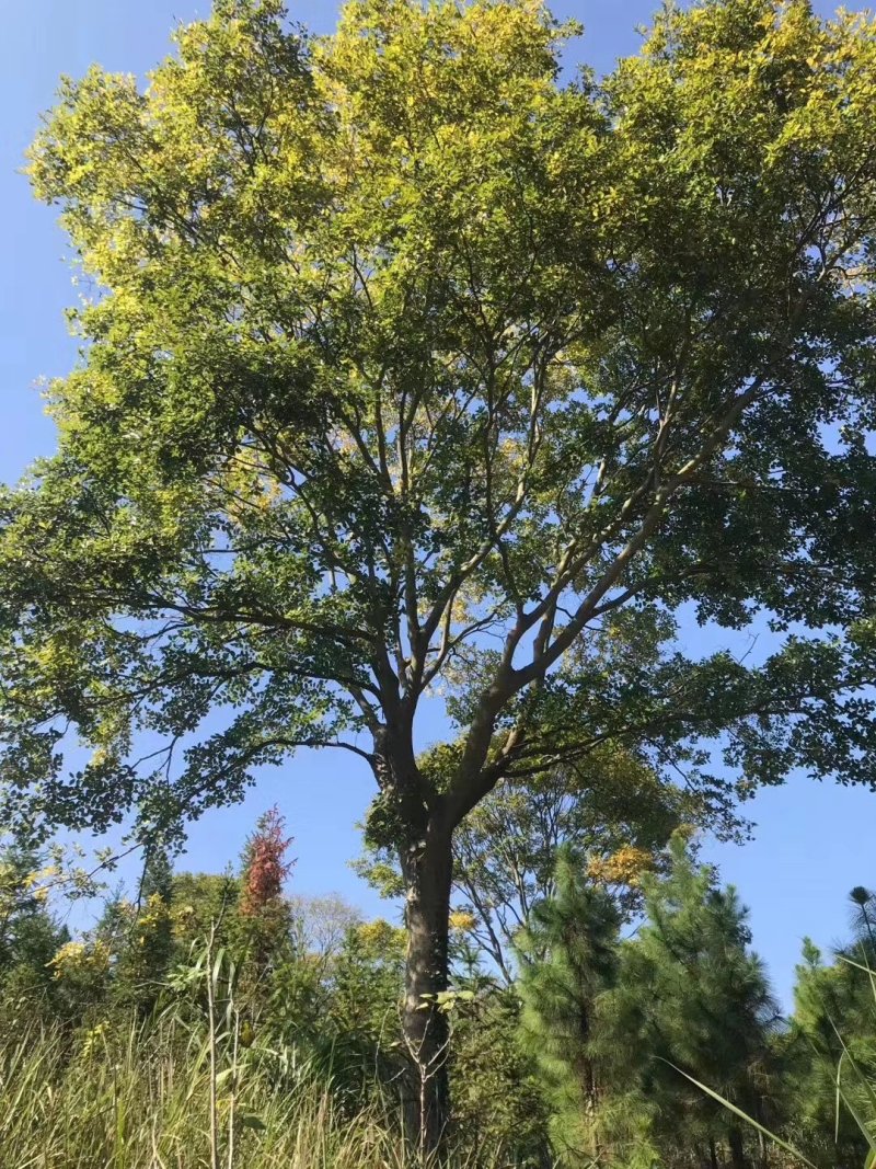 朴树榉树九江市柴桑区清风园林常年供应各种规格苗木