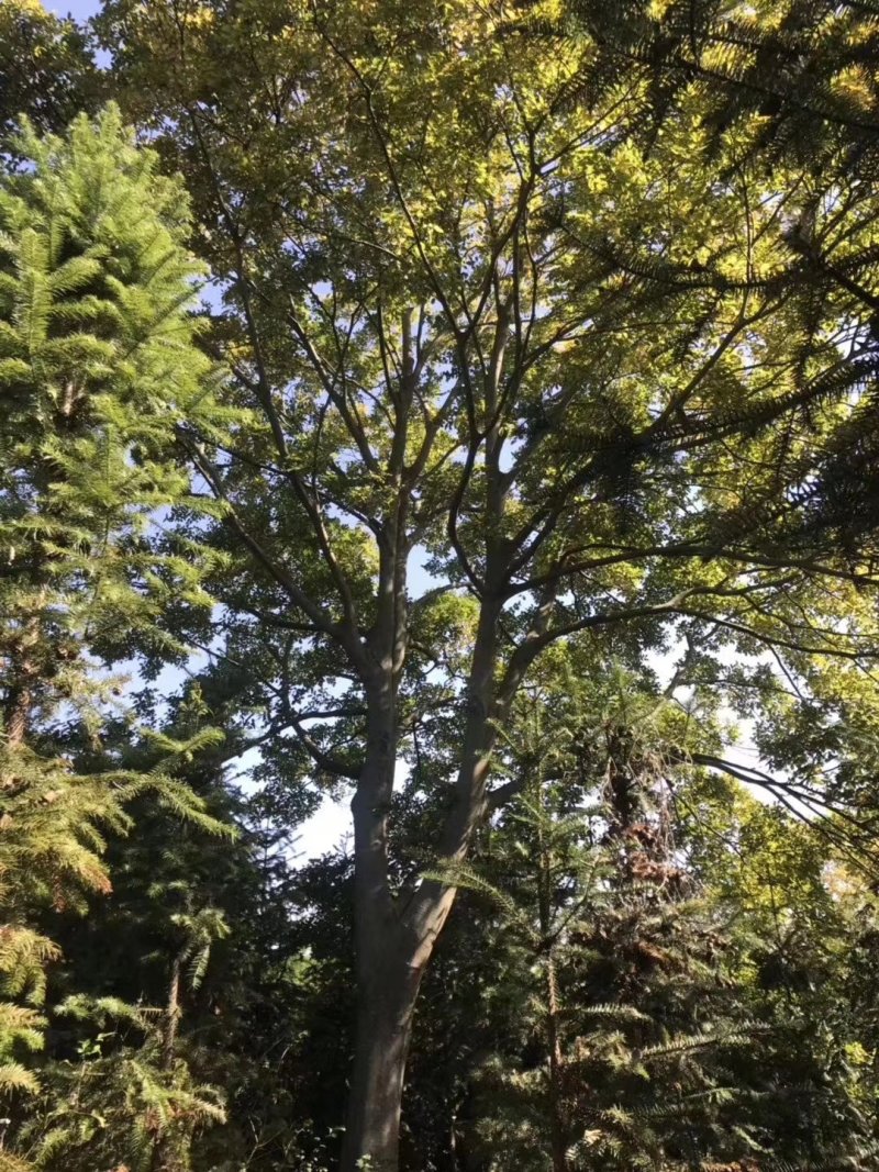 朴树榉树九江市柴桑区清风园林常年供应各种规格苗木