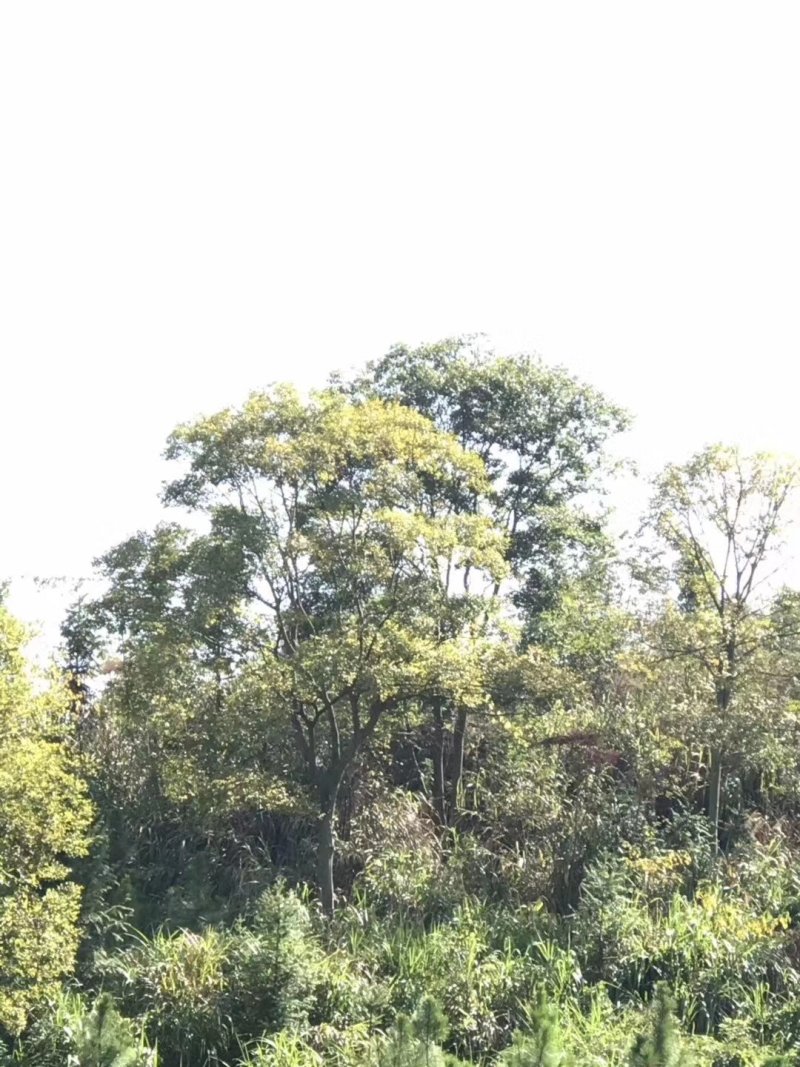 朴树榉树九江市柴桑区清风园林常年供应各种规格苗木
