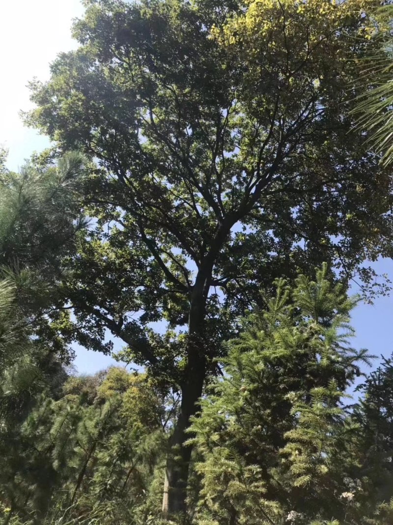 朴树榉树九江市柴桑区清风园林常年供应各种规格苗木