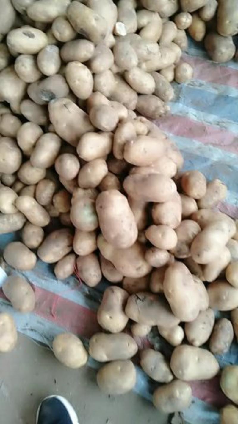 河北邯郸荷兰十五土豆大量现货，欢迎新老客户，诚信经营