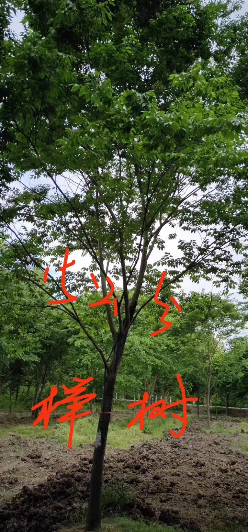 榉树九江市柴桑区清风园林常年供应各种规格苗木