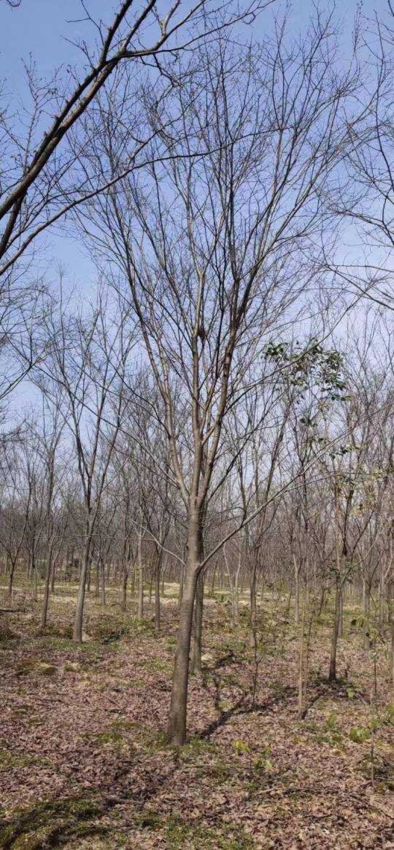 榉树九江市柴桑区清风园林常年供应各种规格苗木