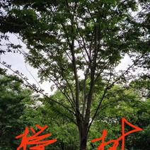 榉树九江市柴桑区清风园林常年供应各种规格苗木