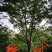 榉树九江市柴桑区清风园林常年供应各种规格苗木