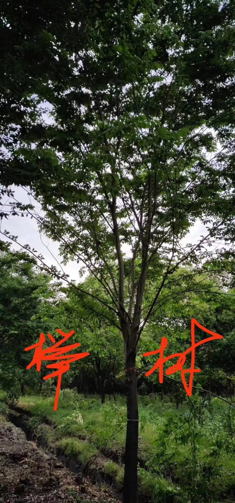 榉树九江市柴桑区清风园林常年供应各种规格苗木