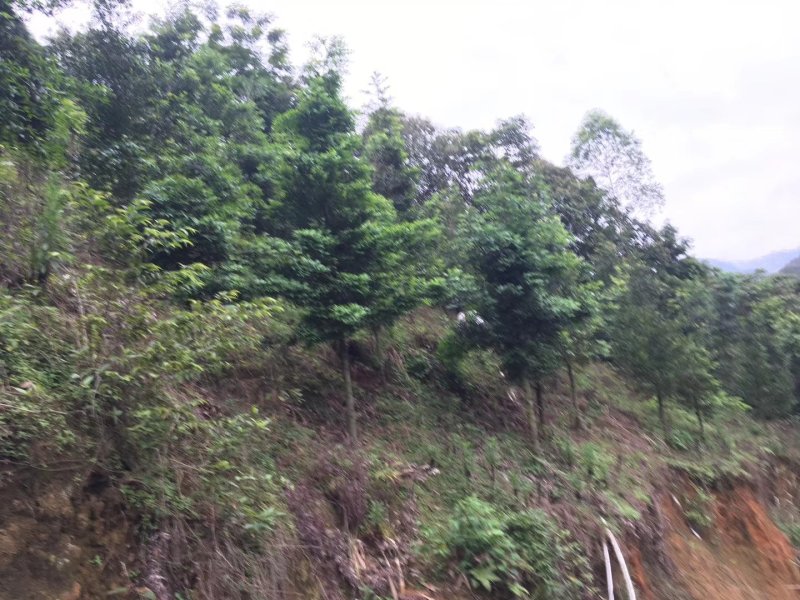 竹柏九江市柴桑区清风园林常年供应各种规格苗木