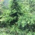 竹柏九江市柴桑区清风园林常年供应各种规格苗木