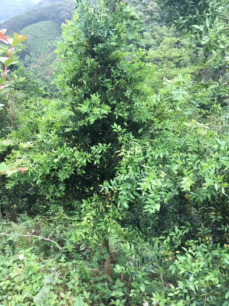 竹柏九江市柴桑区清风园林常年供应各种规格苗木