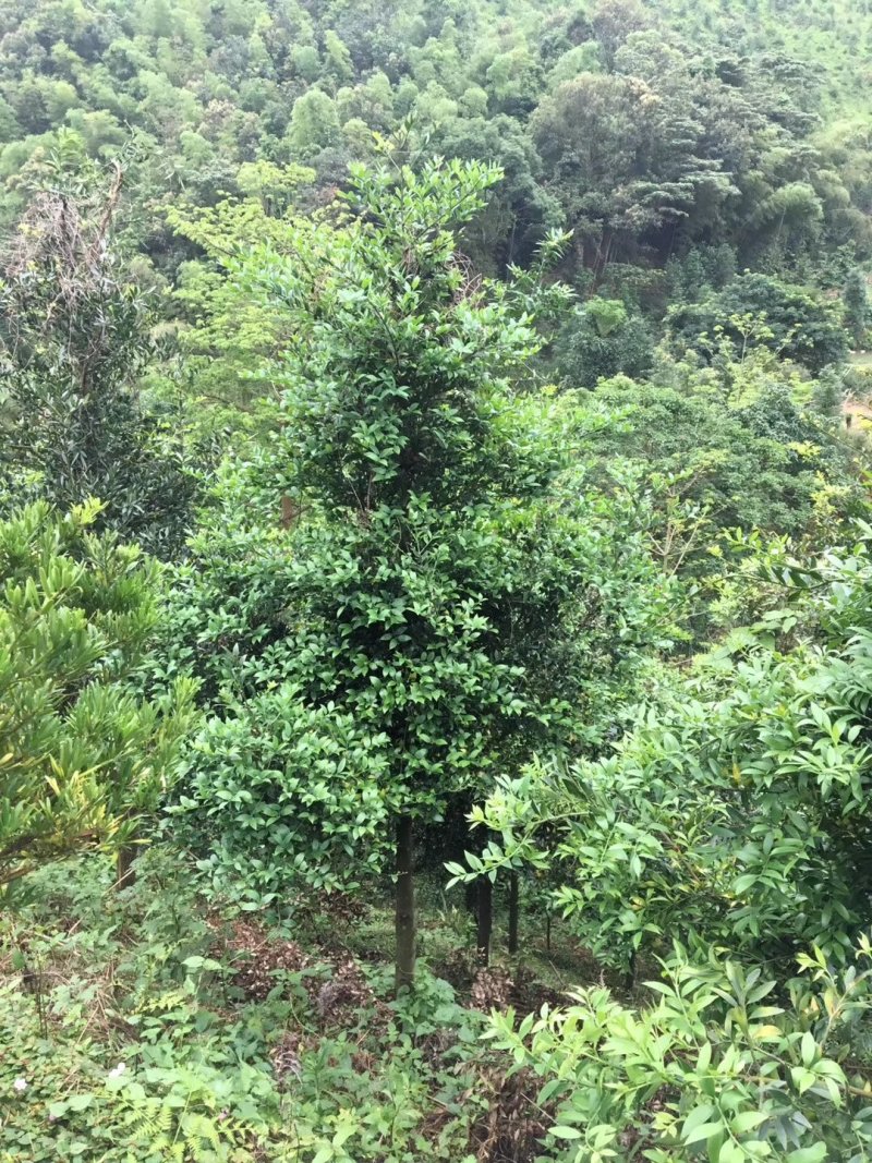 竹柏九江市柴桑区清风园林常年供应各种规格苗木