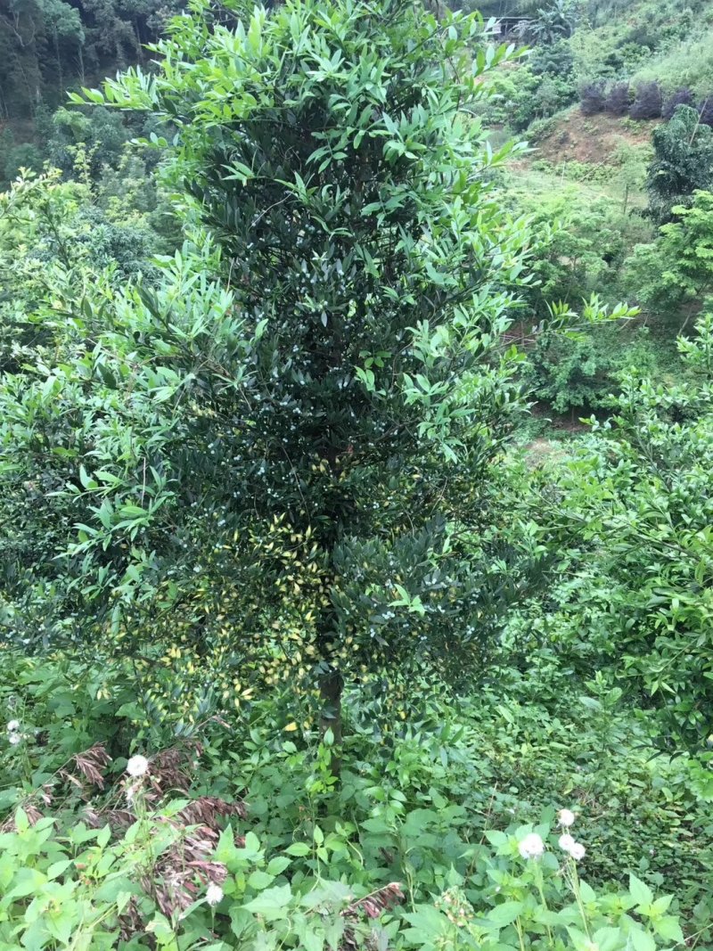 竹柏九江市柴桑区清风园林常年供应各种规格苗木
