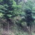 竹柏九江市柴桑区清风园林常年供应各种规格苗木