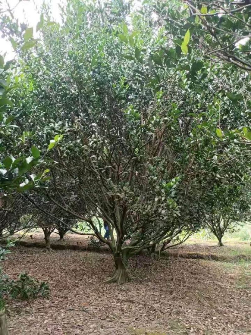 香泡香橼胡柚九江市柴桑区清风园林常年供应各种规格苗木