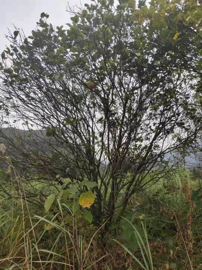 香泡香橼胡柚九江市柴桑区清风园林常年供应各种规格苗木